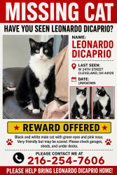 Lost Male Cat last seen West 34th 44109, Cleveland, OH 44109