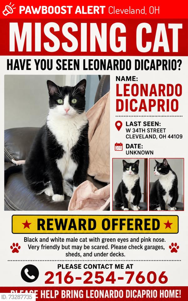 Lost Male Cat last seen West 34th 44109, Cleveland, OH 44109