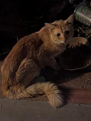 Found/Stray Unknown Cat last seen Fayetteville High School/S Duncan, Fayetteville, AR 72701