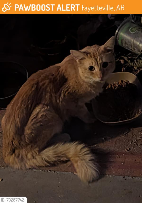 Found/Stray Unknown Cat last seen Fayetteville High School/S Duncan, Fayetteville, AR 72701