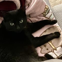 Reunited Unknown Cat last seen Sugar Crest Drive, Sugar Hill, GA 30518