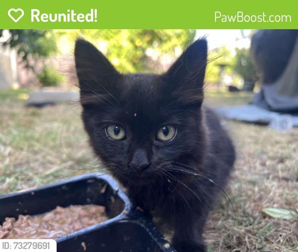 Reunited Female Cat last seen Near Flora Ave, Bell, CA 90201, USA, Bell, CA 90201