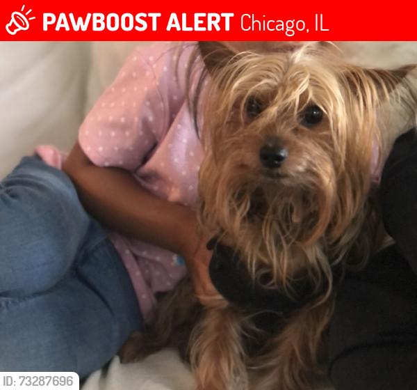 Lost Male Dog last seen 50th king drive, Chicago, IL 60615