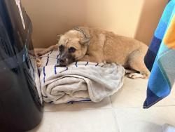 Lost Female Dog last seen Between 23rd street north and 26th street north, Bradenton Beach, FL 34217