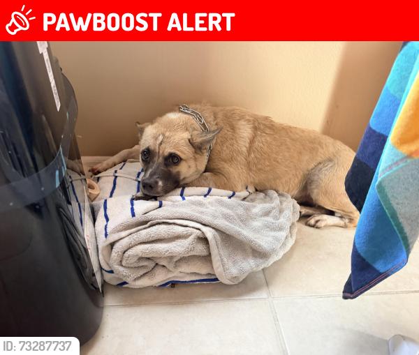 Lost Female Dog last seen Between 23rd street north and 26th street north, Bradenton Beach, FL 34217