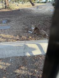 Found/Stray Unknown Dog last seen Venice & Normandie corner (inside cemetery), Los Angeles, CA 90027