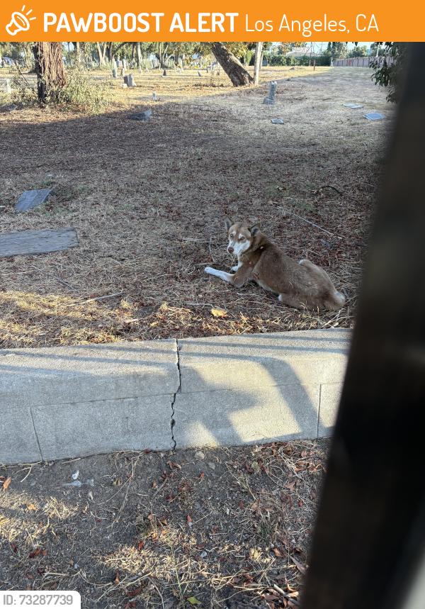 Found/Stray Unknown Dog last seen Venice & Normandie corner (inside cemetery), Los Angeles, CA 90027