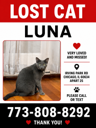 Lost Female Cat last seen N, Chicago, IL 60634