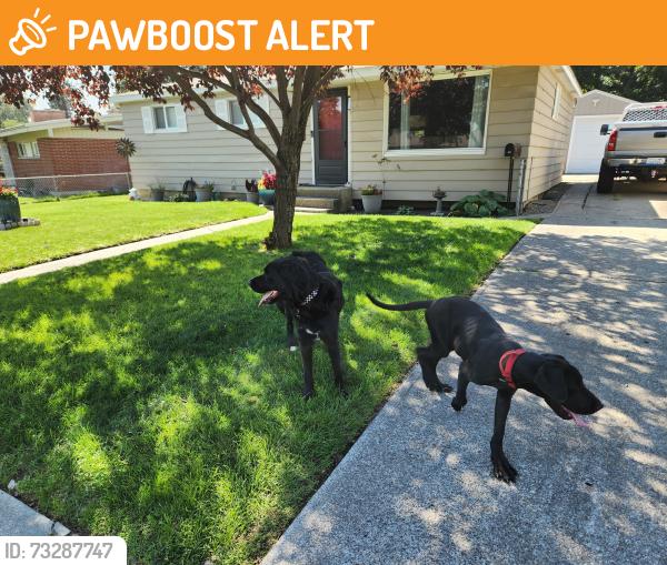 Found/Stray Unknown Dog last seen Holy Cross Cemetery, Town and Country, WA 99208