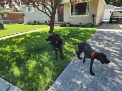 Found/Stray Unknown Dog last seen Holy Cross Cemetery, Town and Country, WA 99208