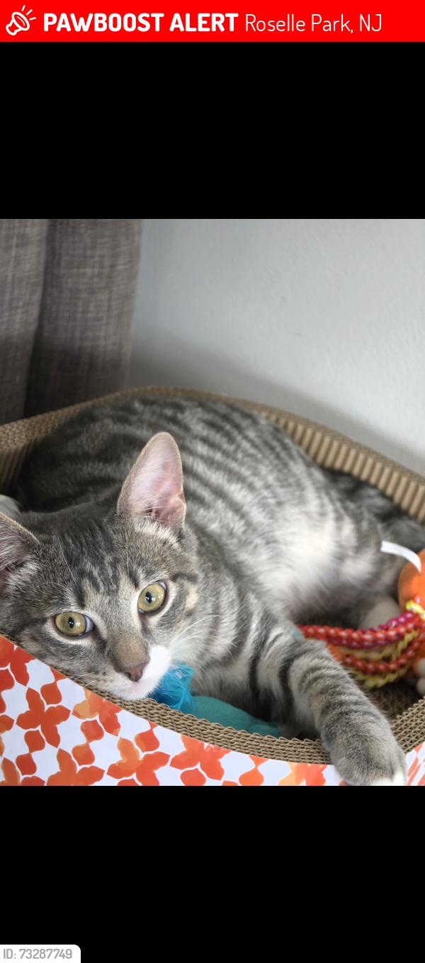Lost Male Cat last seen Easr lincoln Ave, Roselle Park, NJ 07204