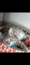 Lost Male Cat last seen Easr lincoln Ave, Roselle Park, NJ 07204