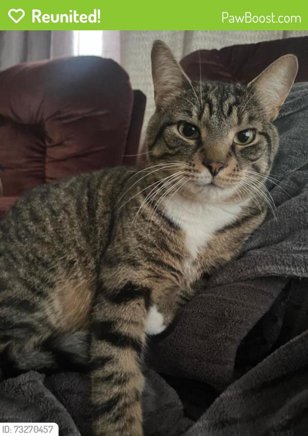 Reunited Male Cat last seen Av. Adrien, Brossard, QC, Canada, Brossard, QC 