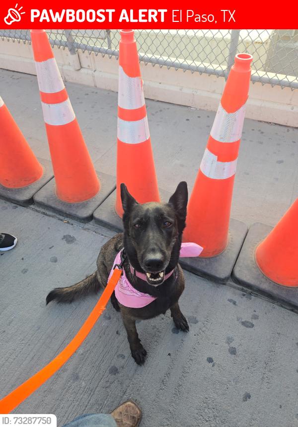 Lost Female Dog last seen Joe Battle Blvd y Edgemere Blvd, El Paso, TX 79938, El Paso, TX 79938