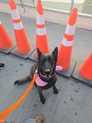 Lost Female Dog last seen Joe Battle Blvd y Edgemere Blvd, El Paso, TX 79938, El Paso, TX 79938