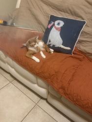 Lost Male Cat last seen Aruba Blvd. And Barbados Loop in Clermont, Fl, Clermont, FL 34711