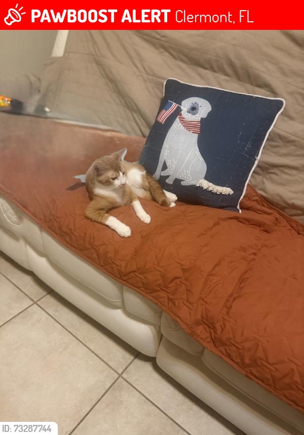 Lost Male Cat last seen Aruba Blvd. And Barbados Loop in Clermont, Fl, Clermont, FL 34711