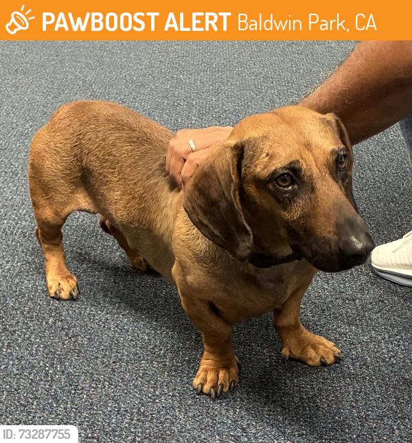 Found/Stray Unknown Dog last seen Merced, Baldwin Park, CA 91706