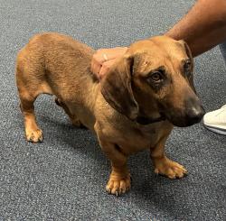 Found/Stray Unknown Dog last seen Merced, Baldwin Park, CA 91706