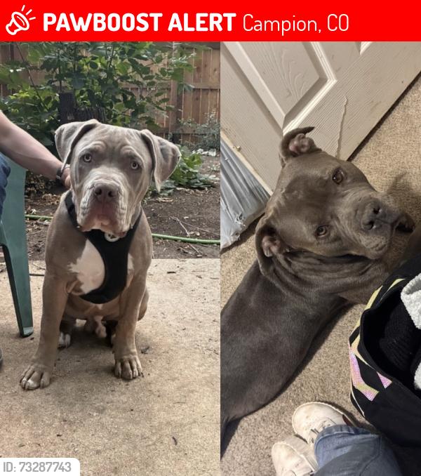 Lost Female Dog last seen Highway287/ sunset CT, Campion, CO 80537