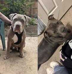 Lost Female Dog last seen Highway287/ sunset CT, Campion, CO 80537