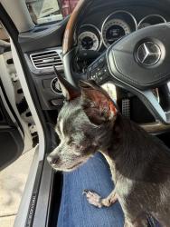Reunited Male Dog last seen Hunter and Winchester Rd, Murrieta, CA 92563