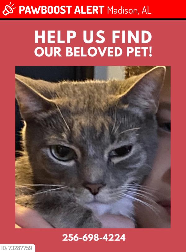 Lost Male Cat last seen Near Trotman Avenue madison al 35758, Madison, AL 35758