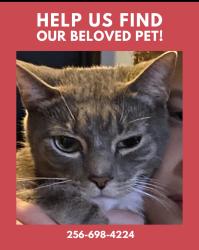 Lost Male Cat last seen Near Trotman Avenue madison al 35758, Madison, AL 35758