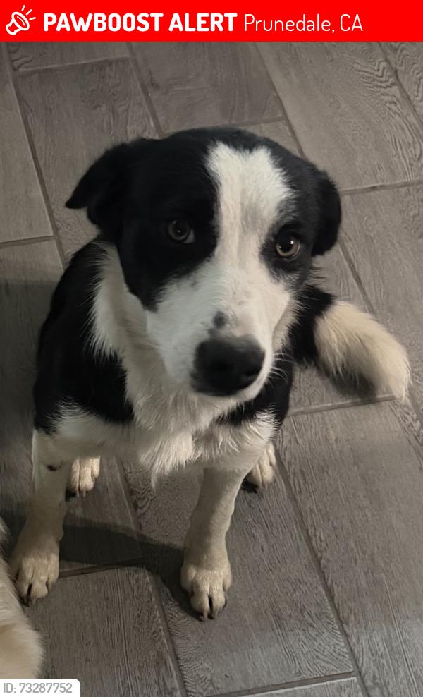 Lost Female Dog last seen nothing close by, Prunedale, CA 93907