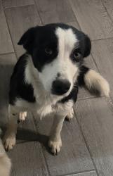 Lost Female Dog last seen nothing close by, Prunedale, CA 93907