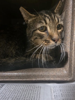 Shelter Stray Male Cat last seen Near Woodhill St, 75181, TX, 1650 Gross Rd, Mesquite, TX 75149, USA