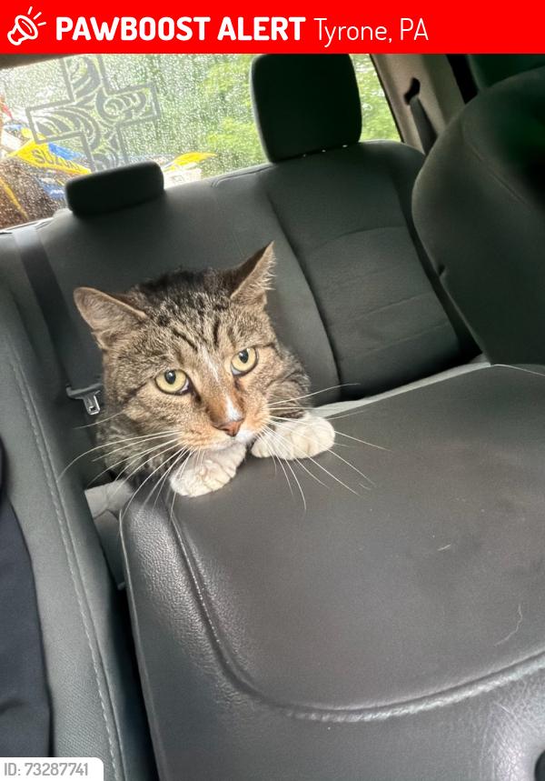 Lost Male Cat last seen Gypsy camp hollow rd, Tyrone, PA 16686