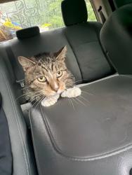Lost Male Cat last seen Gypsy camp hollow rd, Tyrone, PA 16686