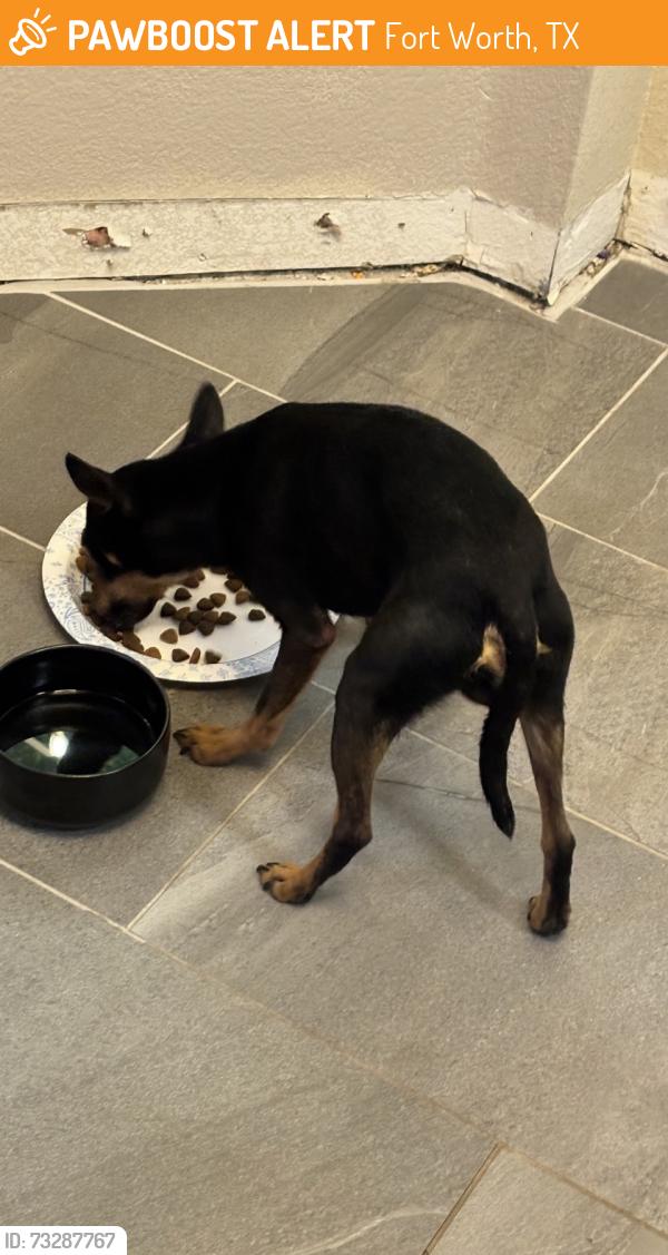 Found/Stray Male Dog last seen Old Decator, Fort Worth, TX 76179