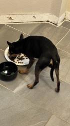 Found/Stray Male Dog last seen Old Decator, Fort Worth, TX 76179