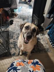 Found/Stray Female Dog last seen Checkerberry Park Ln and molasses meadow, Sugarberry Place, TX 77375