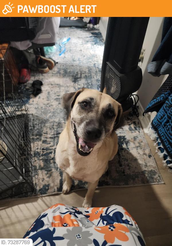 Found/Stray Female Dog last seen Checkerberry Park Ln and molasses meadow, Sugarberry Place, TX 77375