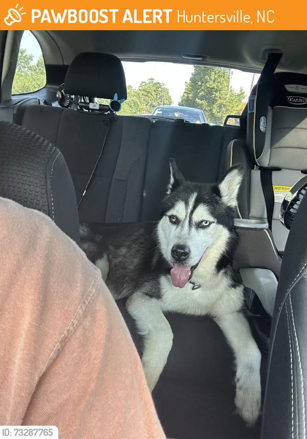 Found/Stray Male Dog last seen Wedgewood drive near McCoy road and Mt.Holly-Huntersville rd, Huntersville, NC 28078