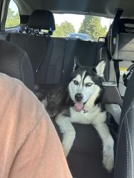 Found/Stray Male Dog last seen Wedgewood drive near McCoy road and Mt.Holly-Huntersville rd, Huntersville, NC 28078