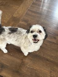 Reunited Female Dog last seen Rich Road and West Loveland avenue, Loveland, OH 45140
