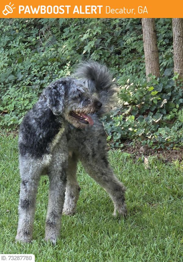 Found/Stray Male Dog last seen Willivee & N.Decatur Rd, Decatur, GA 30033