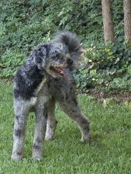 Found/Stray Male Dog last seen Willivee & N.Decatur Rd, Decatur, GA 30033