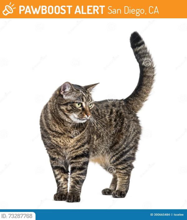 Found/Stray Unknown Cat last seen Charing and Balboa, San Diego, CA 92117