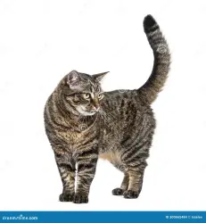 Found/Stray Unknown Cat last seen Charing and Balboa, San Diego, CA 92117