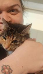 Reunited Female Cat last seen Earlham Court Leytonstone, Greater London, England 