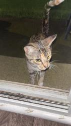 Found/Stray Unknown Cat last seen Dan Barry movie theater, Chillicothe, OH 45601