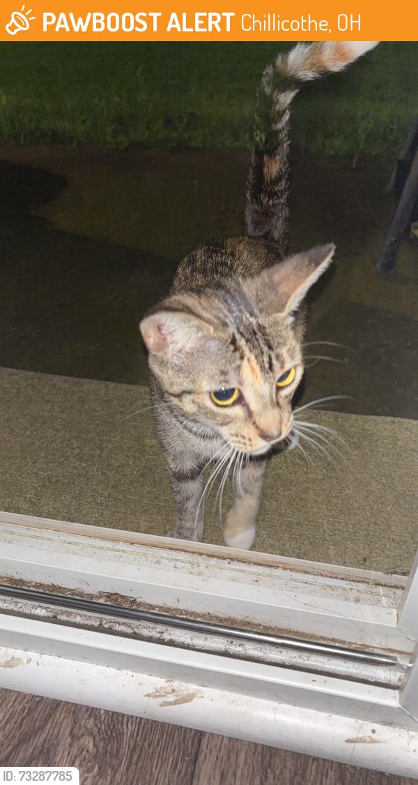 Found/Stray Unknown Cat last seen Dan Barry movie theater, Chillicothe, OH 45601