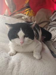 Reunited Male Cat last seen Wednesbury Woden hse, West Midlands, England WS10 7DS