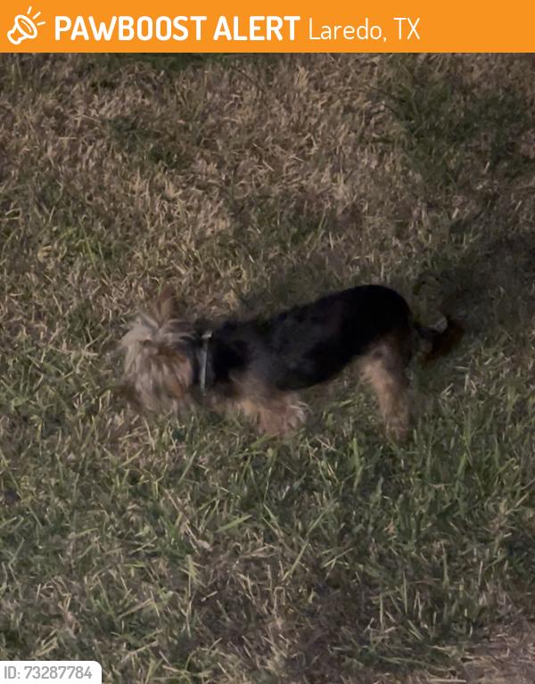 Found/Stray Unknown Dog last seen Cherimoya lane or Aceituno Dr. By El Eden, Laredo, TX 78046