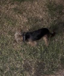 Found/Stray Unknown Dog last seen Cherimoya lane or Aceituno Dr. By El Eden, Laredo, TX 78046
